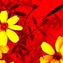 拼多多卡密的ip攻击器网页版